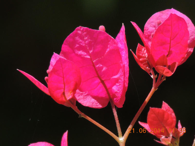 flowers 2014 1270_.jpg