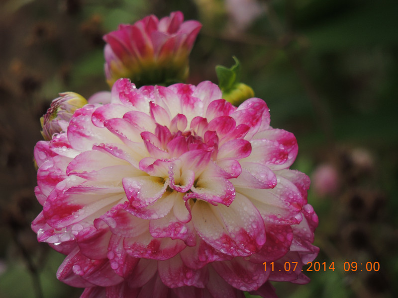 flowers 2014 1567_.jpg