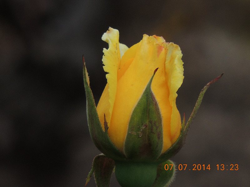 flowers 2014 1529_.jpg