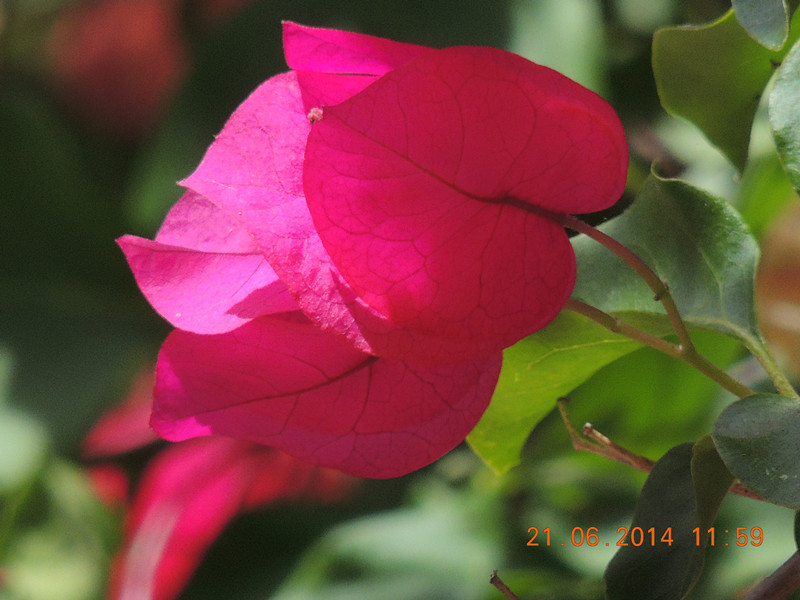 flowers 2014 1287_.jpg