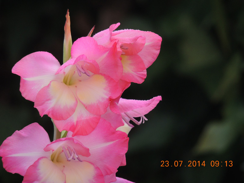flowers 2014 1924_.jpg