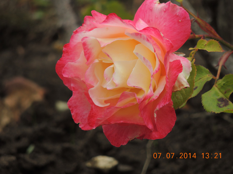 flowers 2014 1520_.jpg