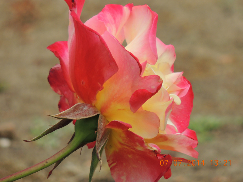 flowers 2014 1521_.jpg