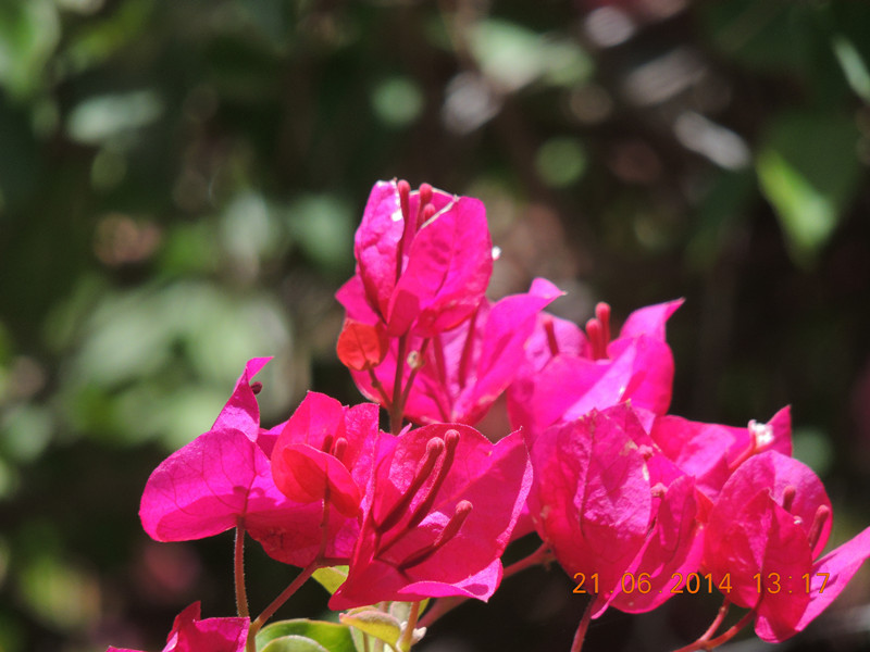 flowers 2014 1318_.jpg