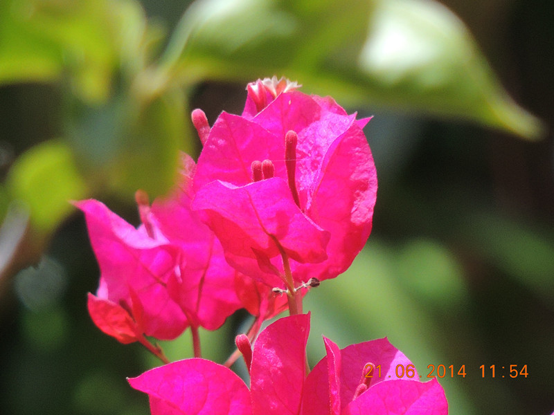 flowers 2014 1266_.jpg