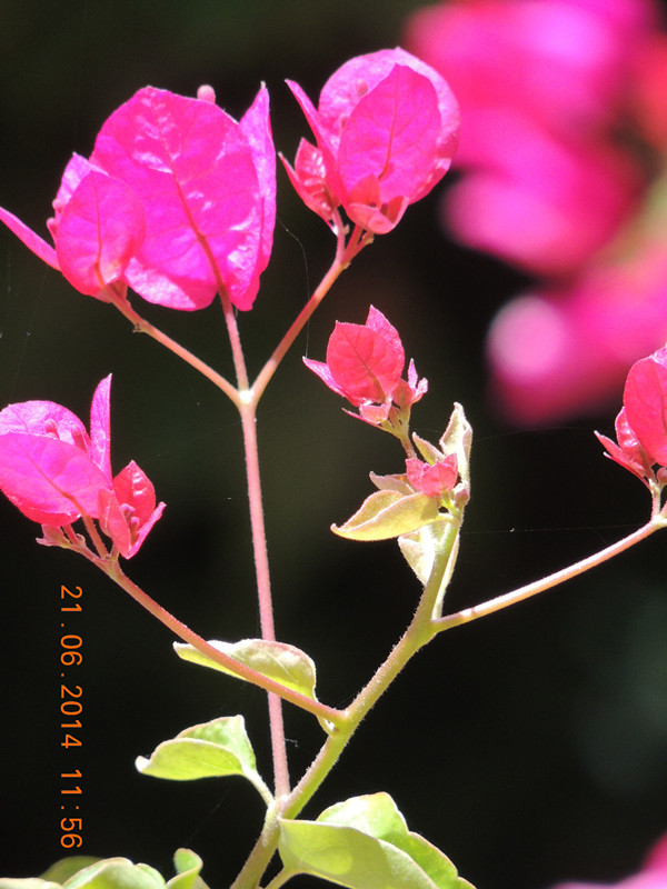 flowers 2014 1271_ת_.jpg