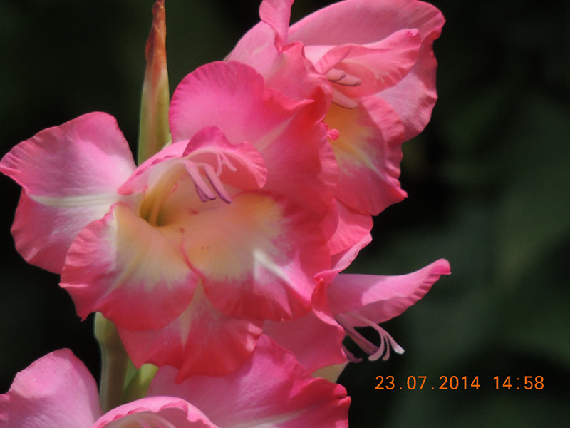 flowers 2014 1933_.jpg