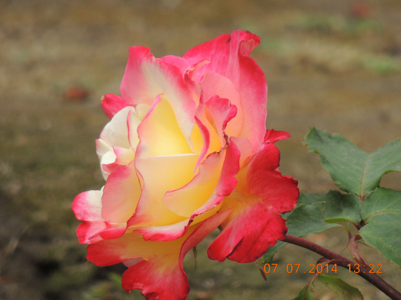 flowers 2014 1523_.jpg