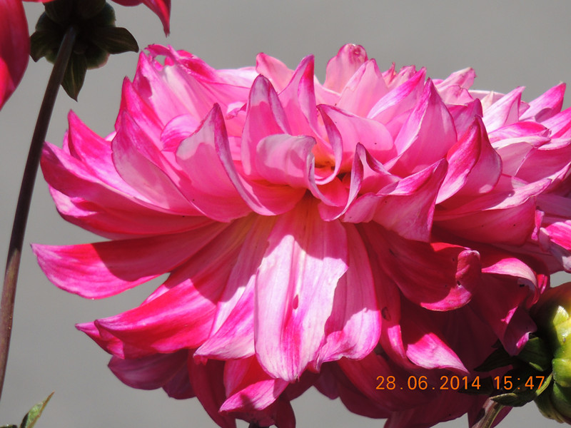 flowers 2014 1353_.jpg