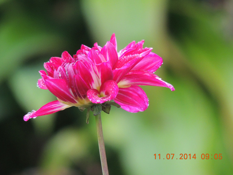 flowers 2014 1584_.jpg