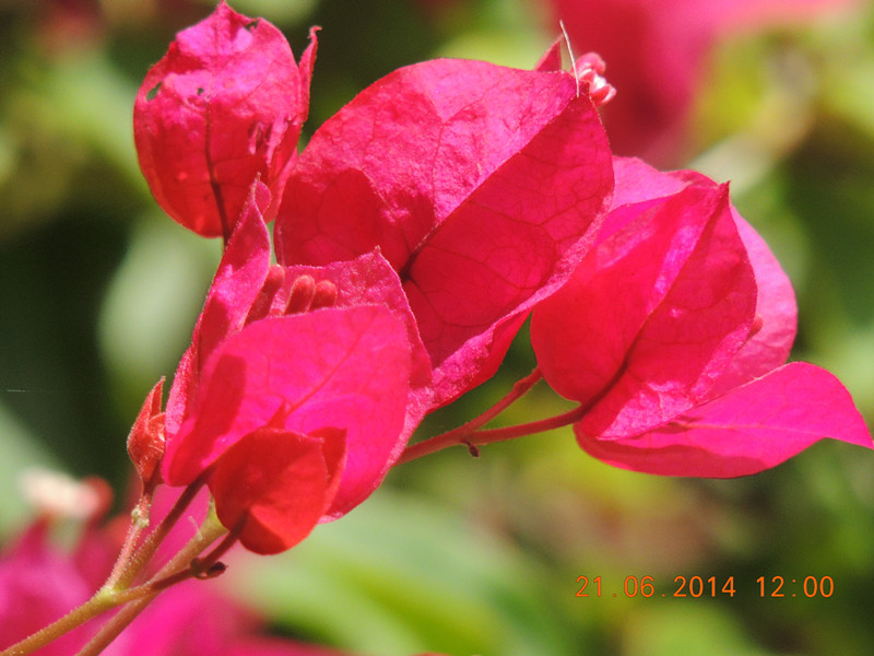 flowers 2014 1292_.jpg