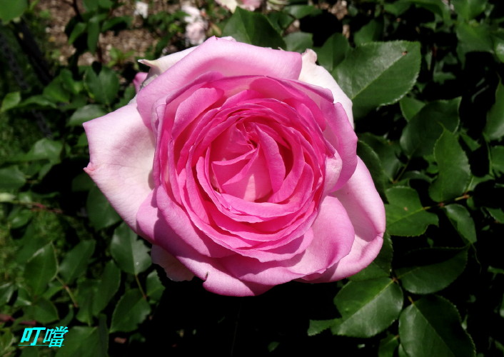 DSC01936q.jpg