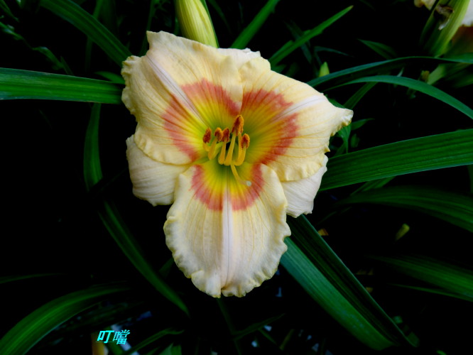 DSC02471m.jpg
