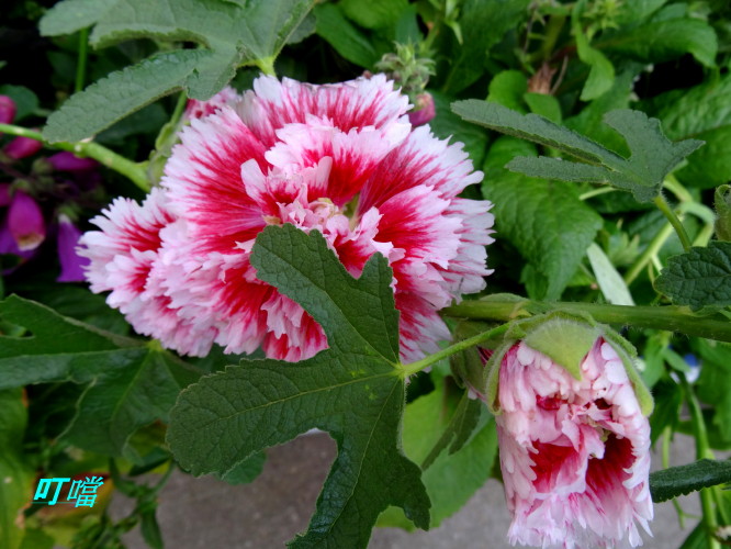 DSC02299m.jpg