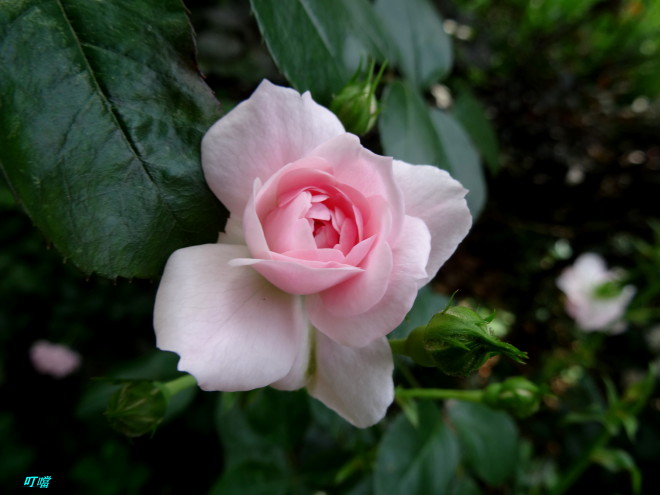 DSC02131m.jpg