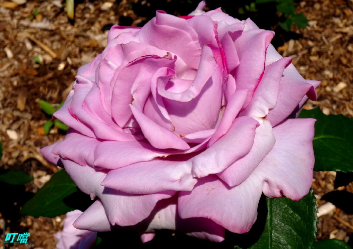 DSC01923q.jpg