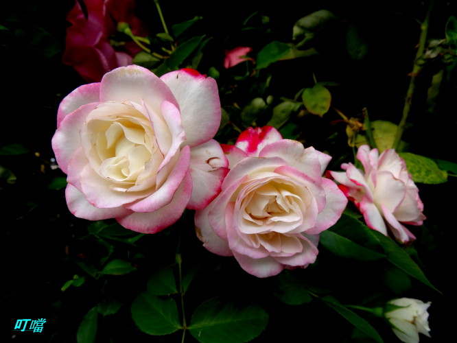 DSC02568m.jpg