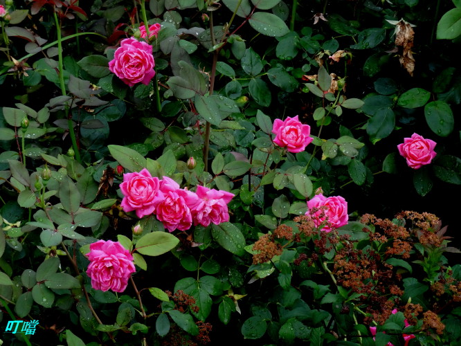 DSC02487m.jpg