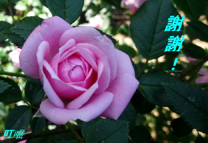 DSC01982m.jpg