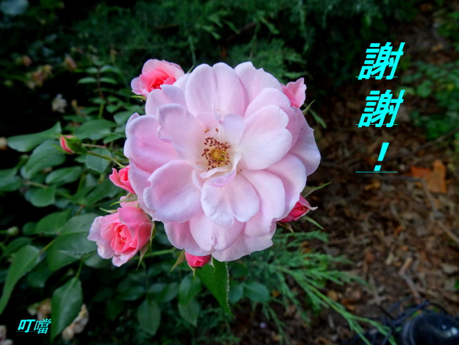DSC02263m.jpg