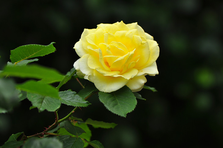DSC_0968_.jpg