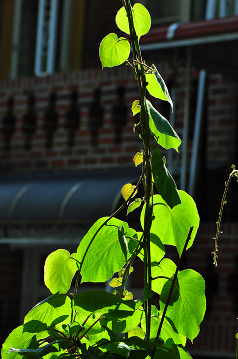 DSC_0964_.jpg