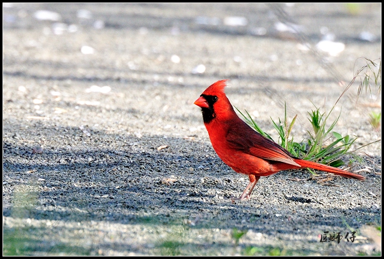 DSC_2826_.jpg