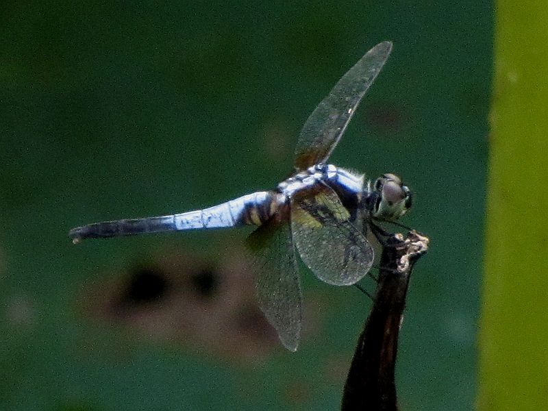 IMG_1013.jpg