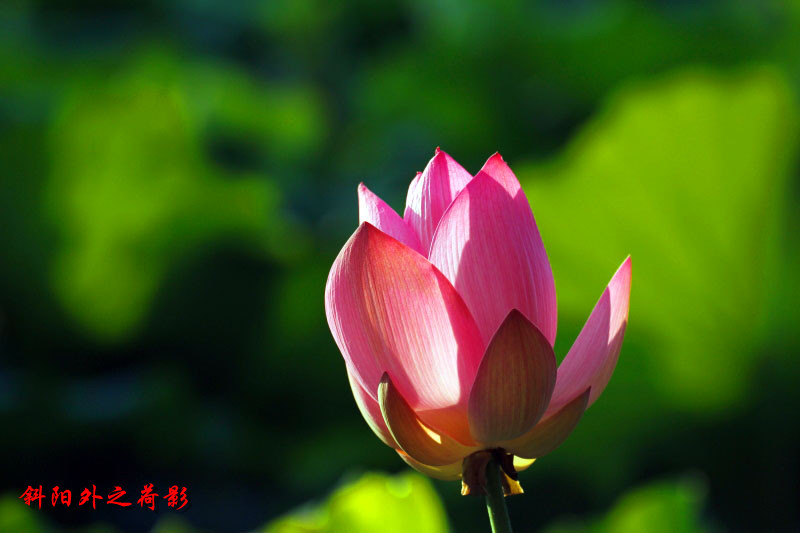 _MG_56332014--6-15_.jpg