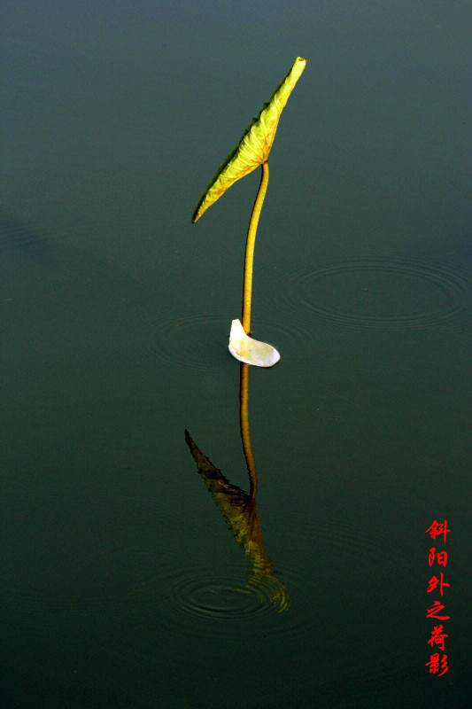 _MG_51742014--6-15_.jpg