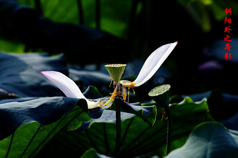 _MG_50832014--6-15_.jpg