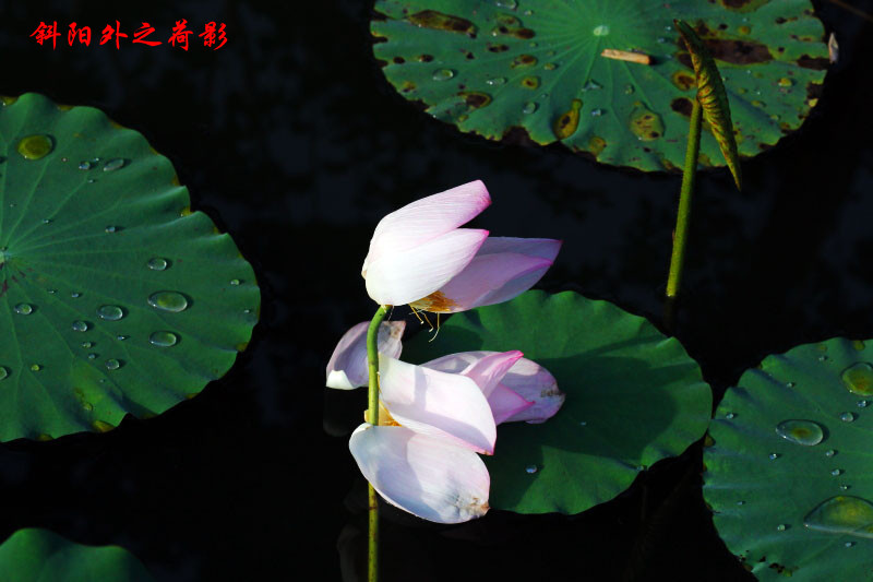 _MG_50702014--6-15_.jpg