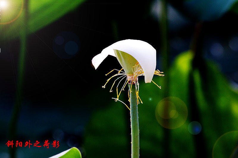 _MG_50432014--6-15_.jpg