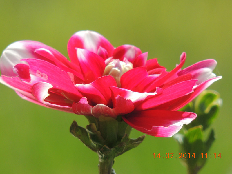 flowers 2014 1789_.jpg