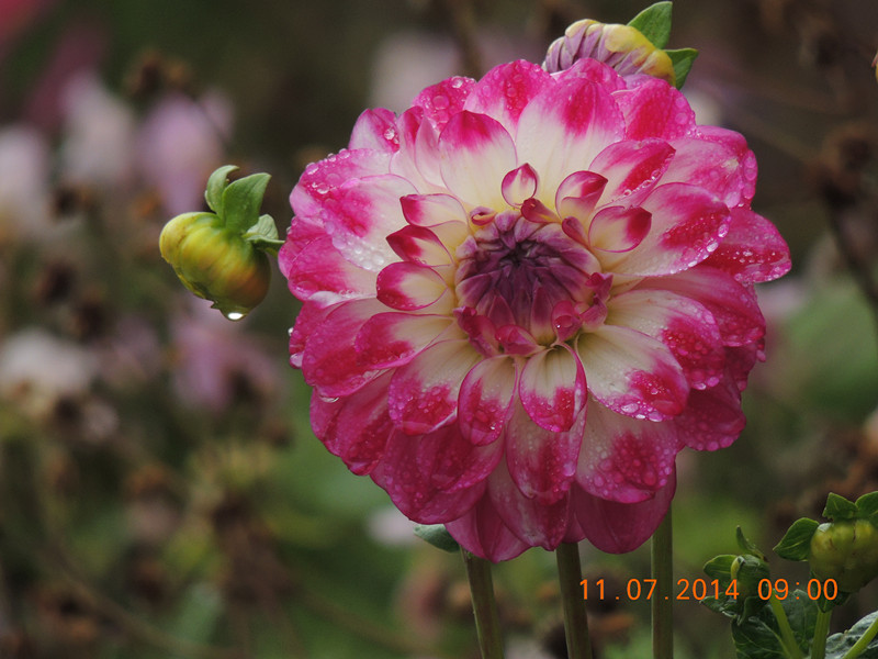 flowers 2014 1566_.jpg