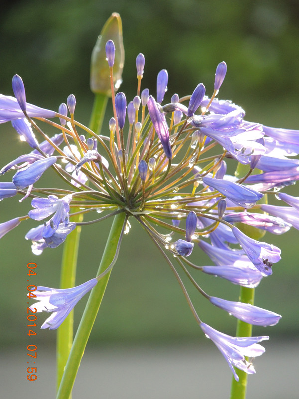 flowers 2014 824_ת_.jpg