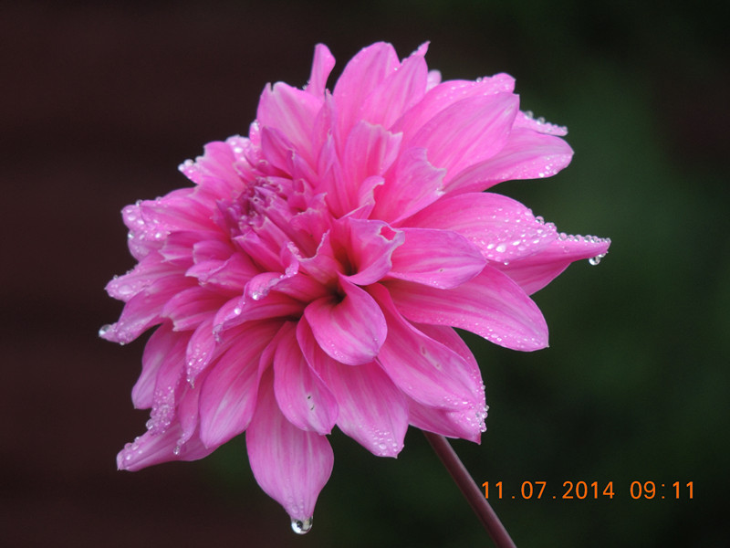 flowers 2014 1610_.jpg