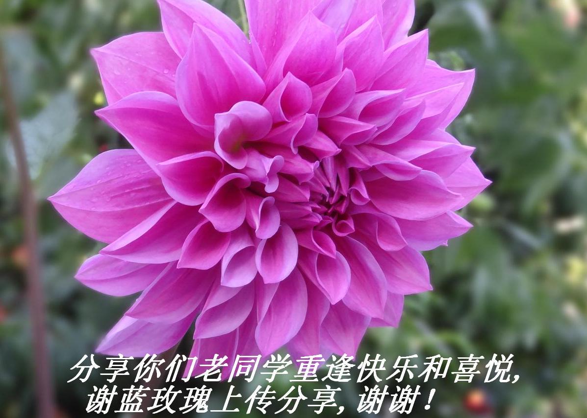分享你们老同学重逢快乐和喜悦,谢蓝玫瑰上传分享,谢谢！.JPG