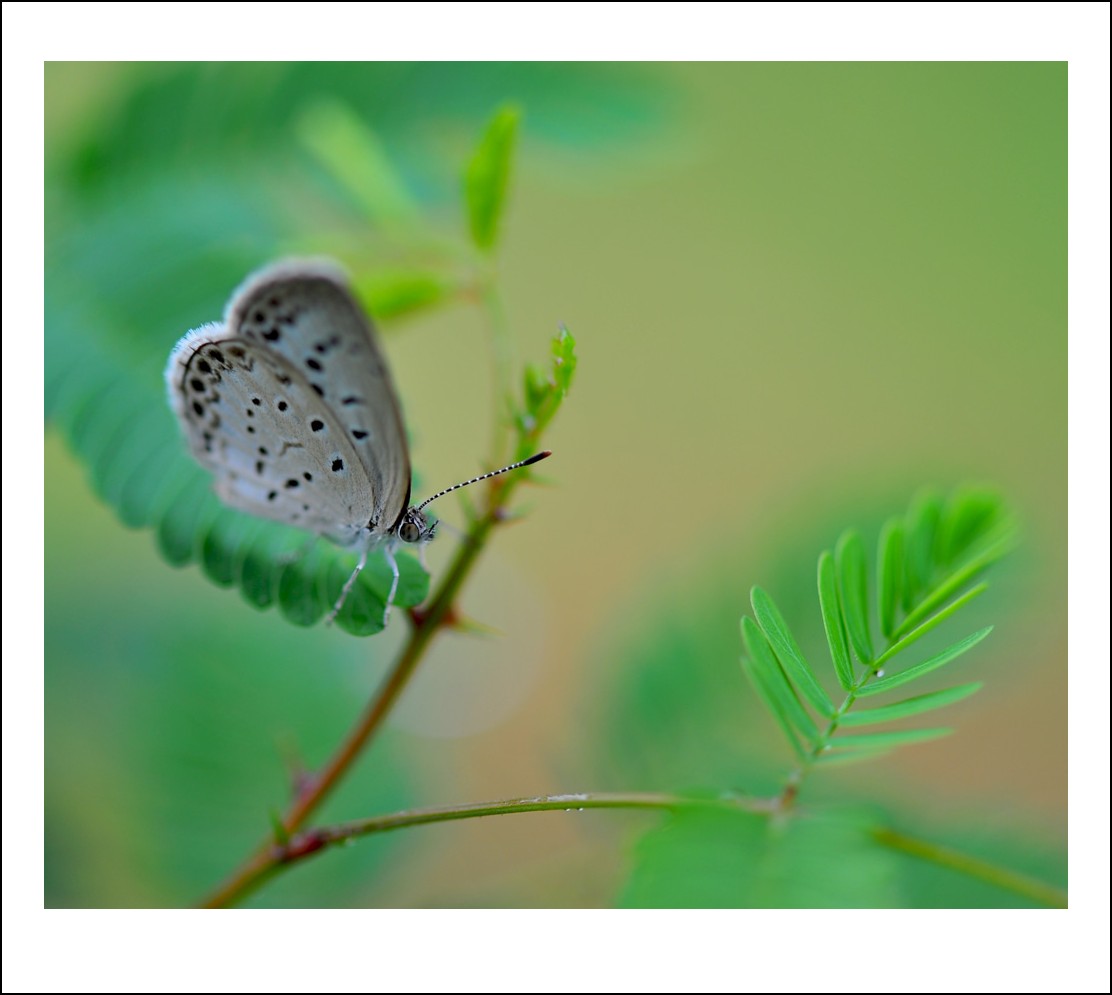DSC_3277_conew1.jpg