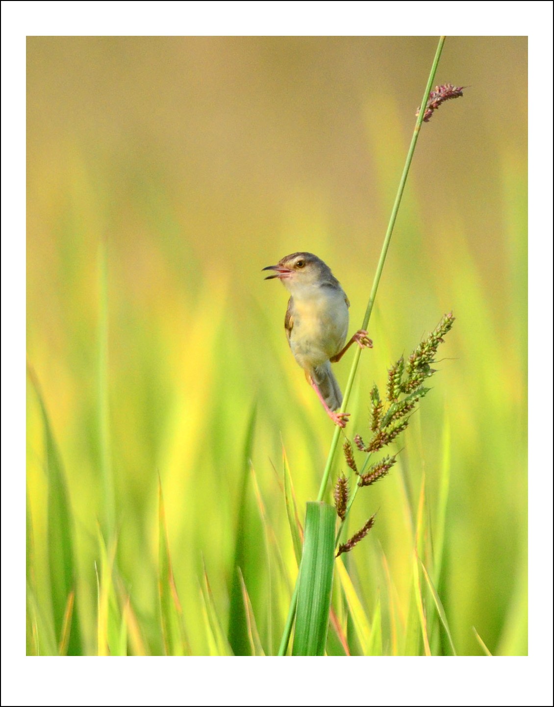 DSC_4825_conew1.jpg
