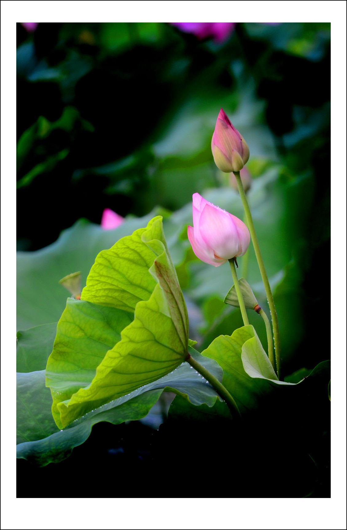 DSC_4261_conew1.jpg
