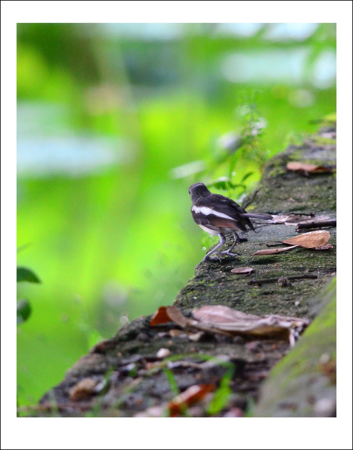 DSC_4316_conew1.jpg