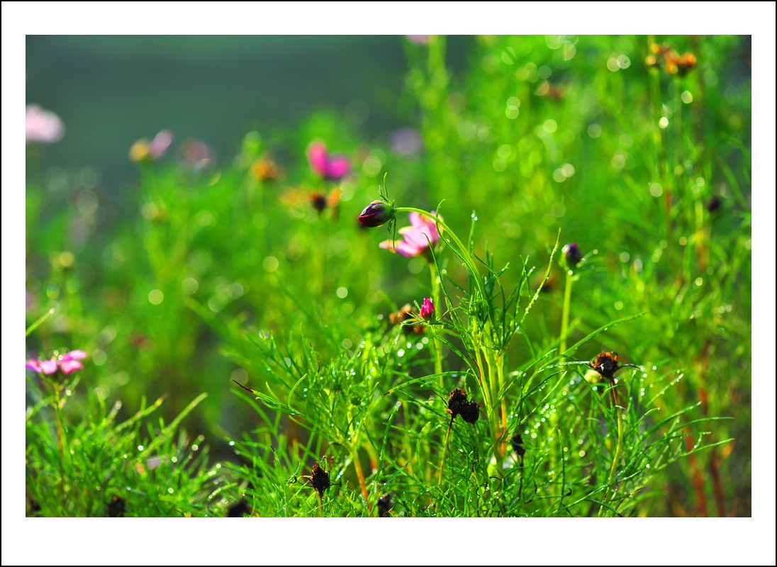 DSC_8409_conew1.jpg