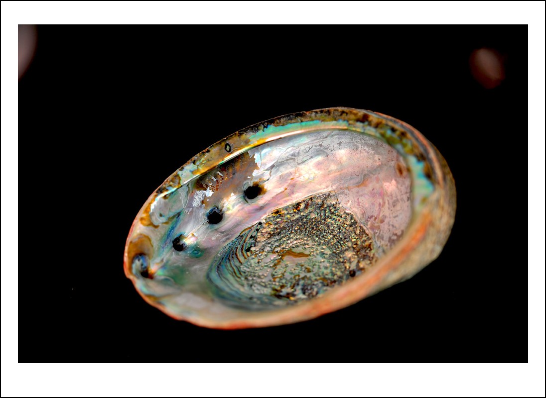 DSC_1049_conew1.jpg