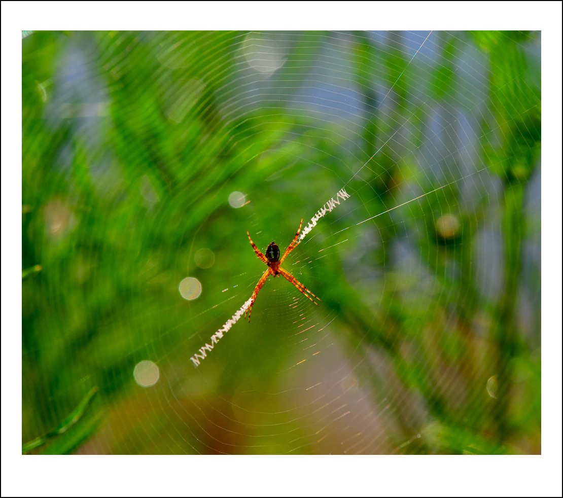 DSC_8433_conew1.jpg