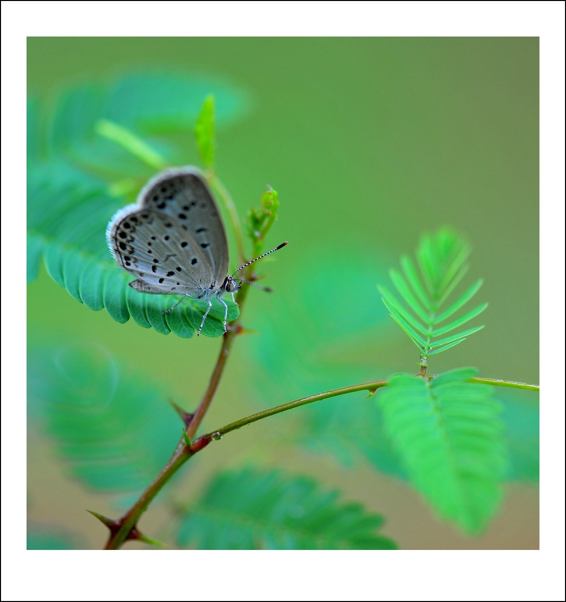 DSC_3265_conew1.jpg