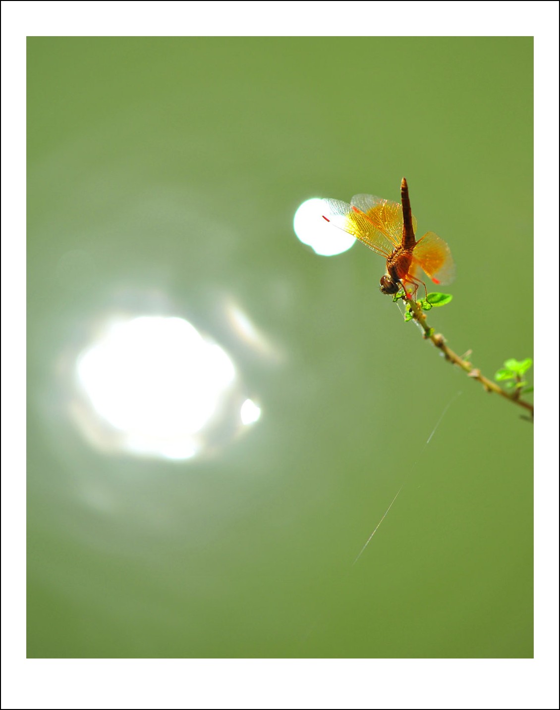 DSC_8315_conew1.jpg
