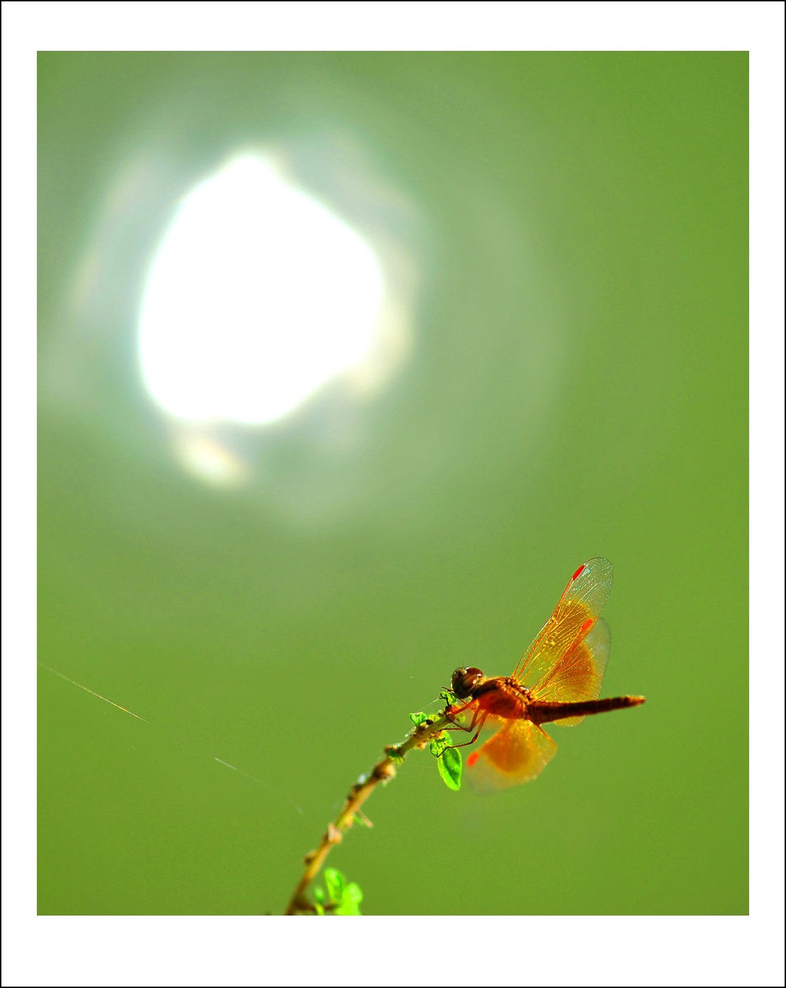 DSC_8317_conew1.jpg