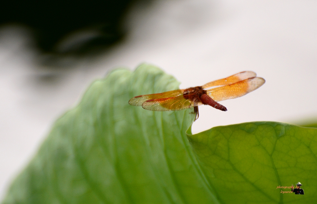 DSC_2122.jpg