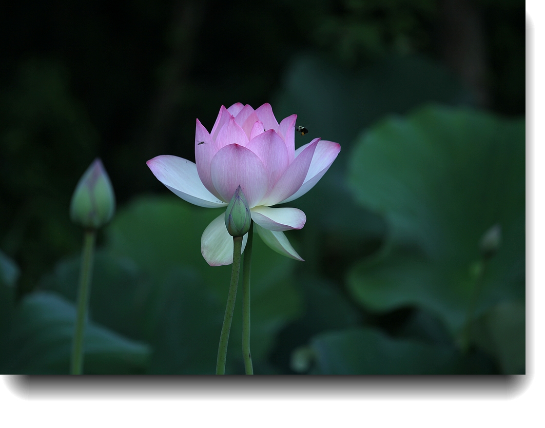 IMG_6265a.jpg